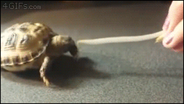 A cute baby tortoise eats
