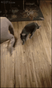 A dog tackles a cat because they both want a toy