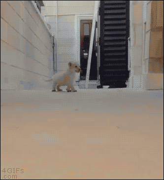 A cute lion cub stumbles towards the camera