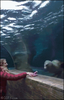 A sea lion chases a glove thrown by humans