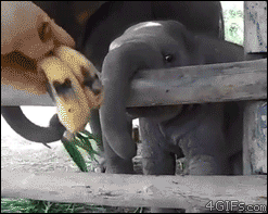A baby elephant is happy to be fed bananas