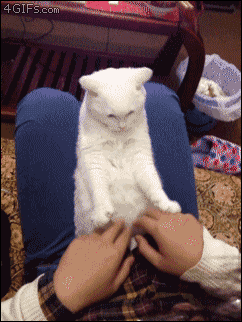 A cat mimics the hand movements of it's human