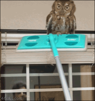 A mop head is used to move an owl