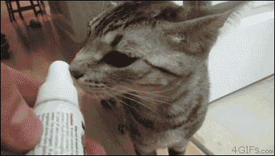 A cat dislikes what it smells