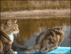 A cat fails to make a long jump to shore from a boat