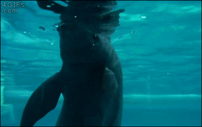 A porpoise sucks air from a pipe then blows a bubble ring at his friends for them to perform a trick