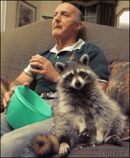A raccoon sits on a couch next to an old man and eats popcorn