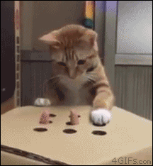 A cat plays the whack-a-mole game with a finger