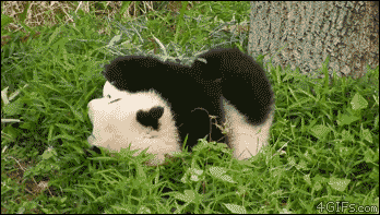 A cute panda cub rolls down a hill