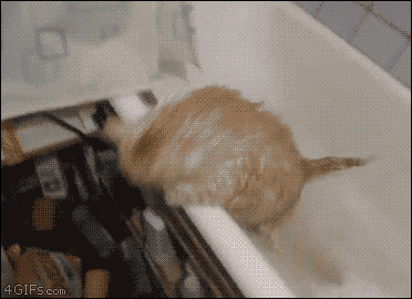 A fat cat can't jump out of a bathtub