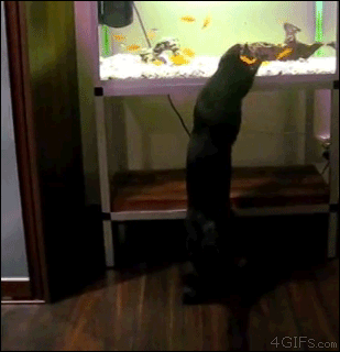 Cat-fears-fish