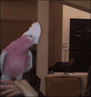 A pet parrot likes to headbang