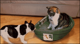 A cat refuses to get out of a dog's bed