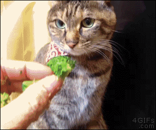 A cat wants all the broccoli to himself