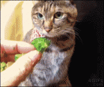 Cat-wants-broccoli