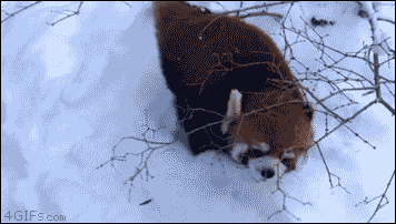 A red panda has fun playing in the snow