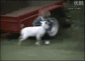 A baby goat takes down a boy with headbutts