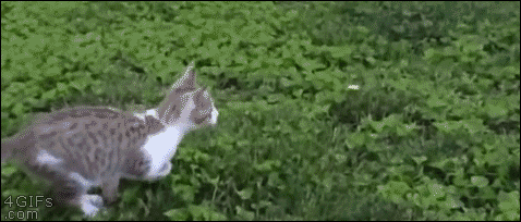 Jousting kittens