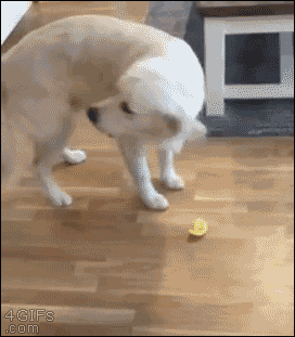 A dog reacts to tasting a lemon