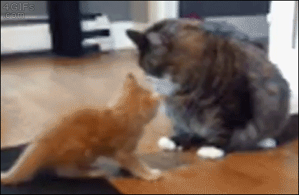 A kitten is no match for a much larger cat