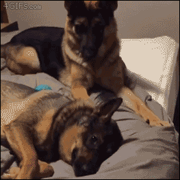 An impatient dog tries to wake up his friend to play