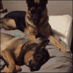 Dog-wakes-up-friend