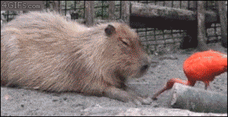Scartlet ibis vs. capybara