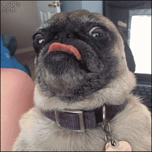 A pug won't stop sticking it's tongue out
