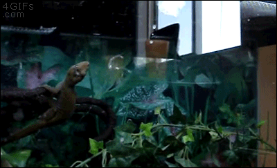 A ninja gecko jumps to catch a butterfly