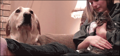 Kitten and dog awkwardly meet for the first time