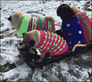 A group of pugs try to go sledding
