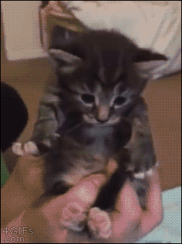 A kitten kneads the air
