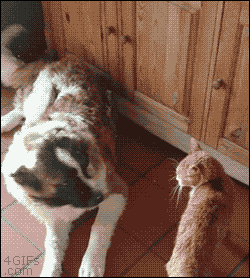 A dog is happy to cuddle with a cat