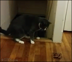 A toy causes a cat to jump down stairs