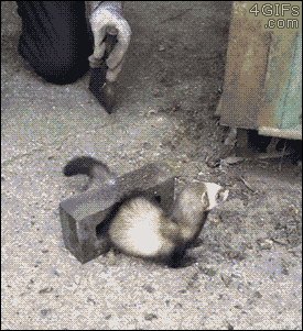A man frees a ferret stuck in a concrete brick