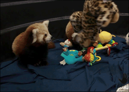 Red pandas play with a stuffed animal