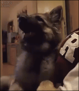 A dog has a dramatic reaction