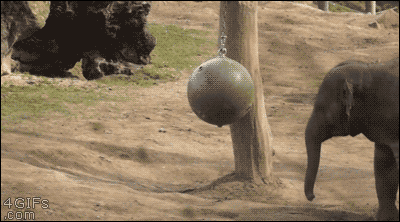 A baby elephant gives a ball an anticlimactic kick