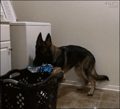 A dog loads the washing machine with laundry