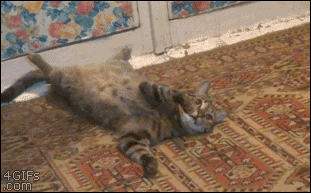 A cat suddenly flips over and stands