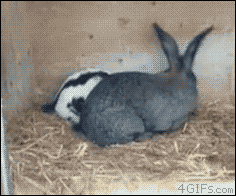 Rabbit quickie