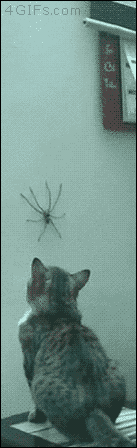 A cat scares off a huge spider on the wall