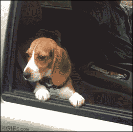 A beagle puppy won't let go of a window rolling up