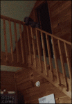 Cat-slides-down-stair-banister