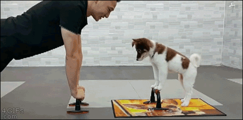 A dog works out with a trainer