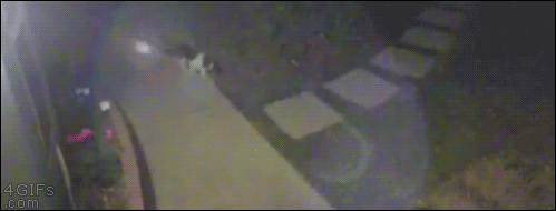 A cat knocks out the screen while flying out a window