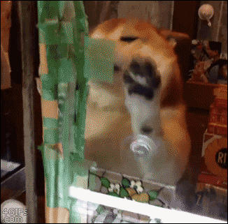 Excited doge opens a store window