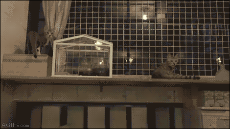 Cats-synchronized-slow-mo-jump