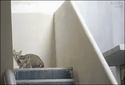 A ninja cat carries her kitten as she jumps up a wall