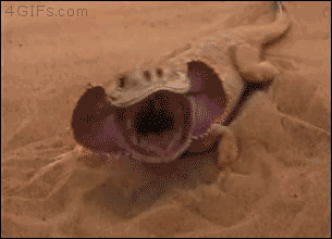 A lizard buries itself in sand